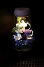 庭シリーズ：蘭の庭パープル